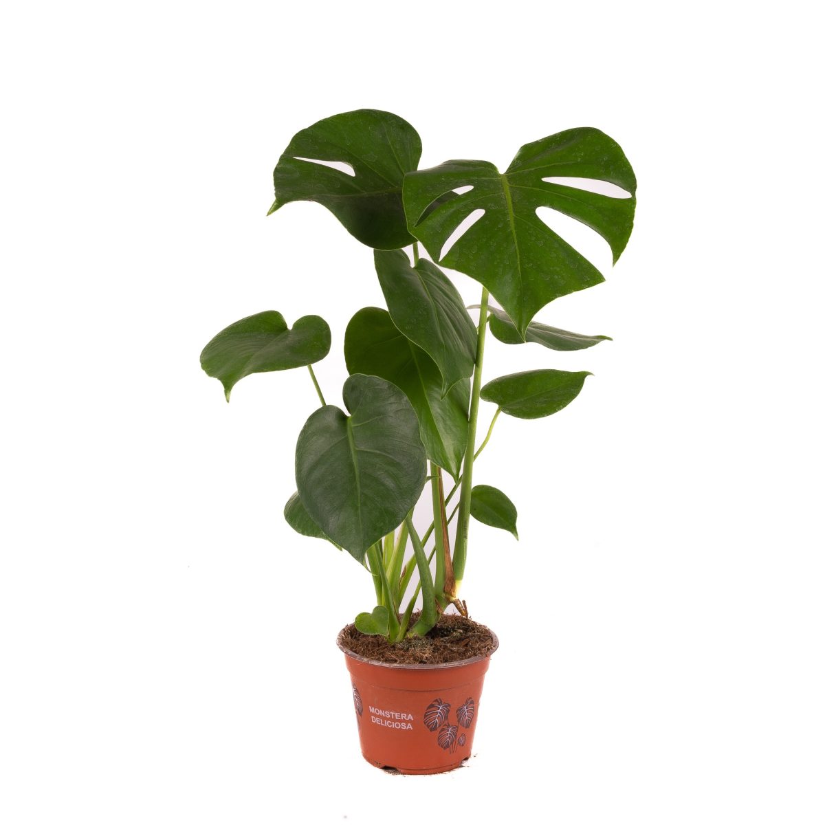 Monstera Dziurawa Deliciosa P12