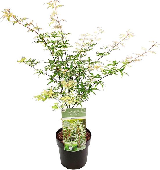 Klon palmowy - Acer palmatum Ukigumo P19