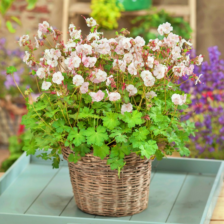 Bodziszek kanabryjski 'Saint Ola' - Geranium cantabrigense P14