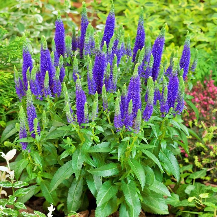 Przetacznik Kłosowy Ulster Dwarf Blue P14