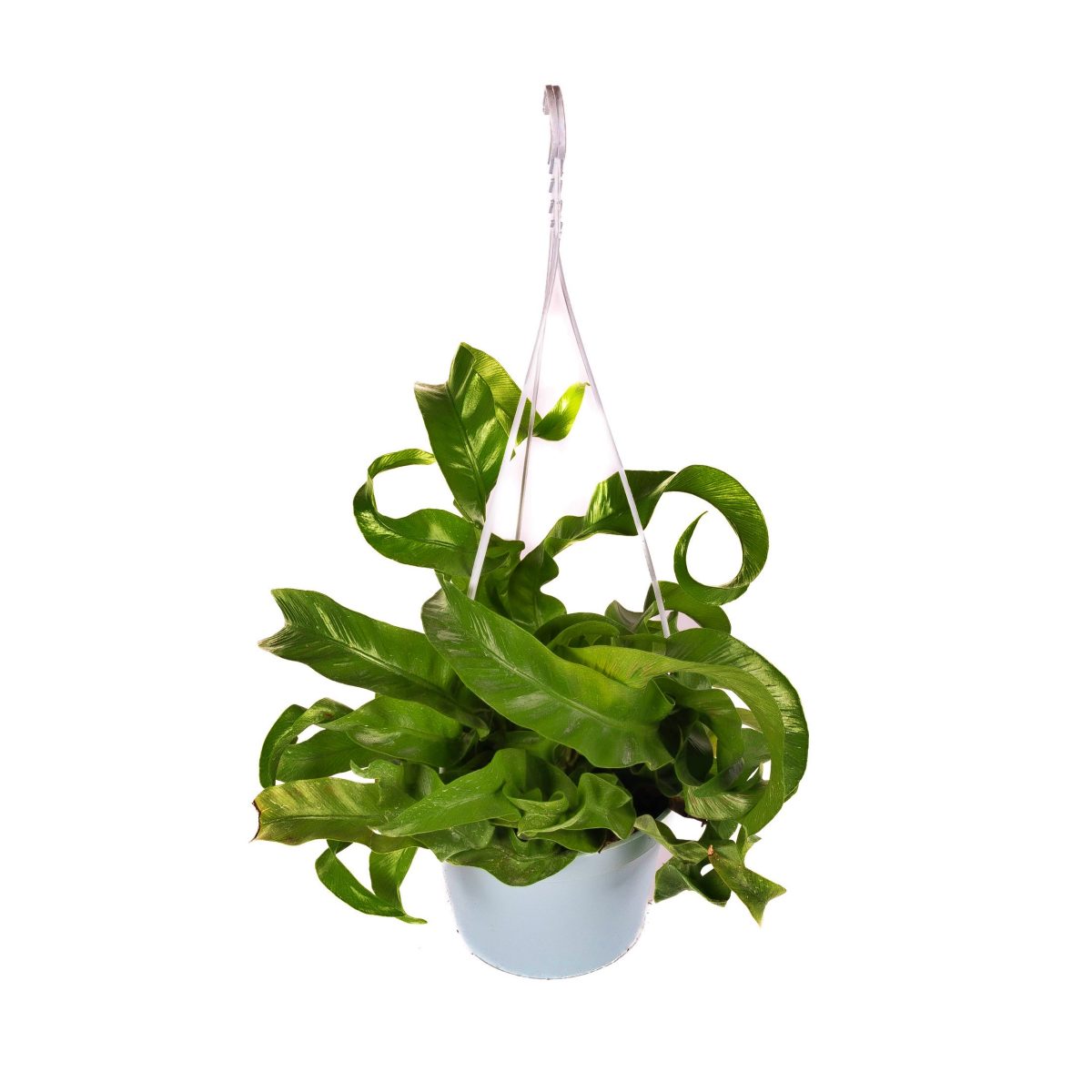 Paproć Asplenium Hurricane P13