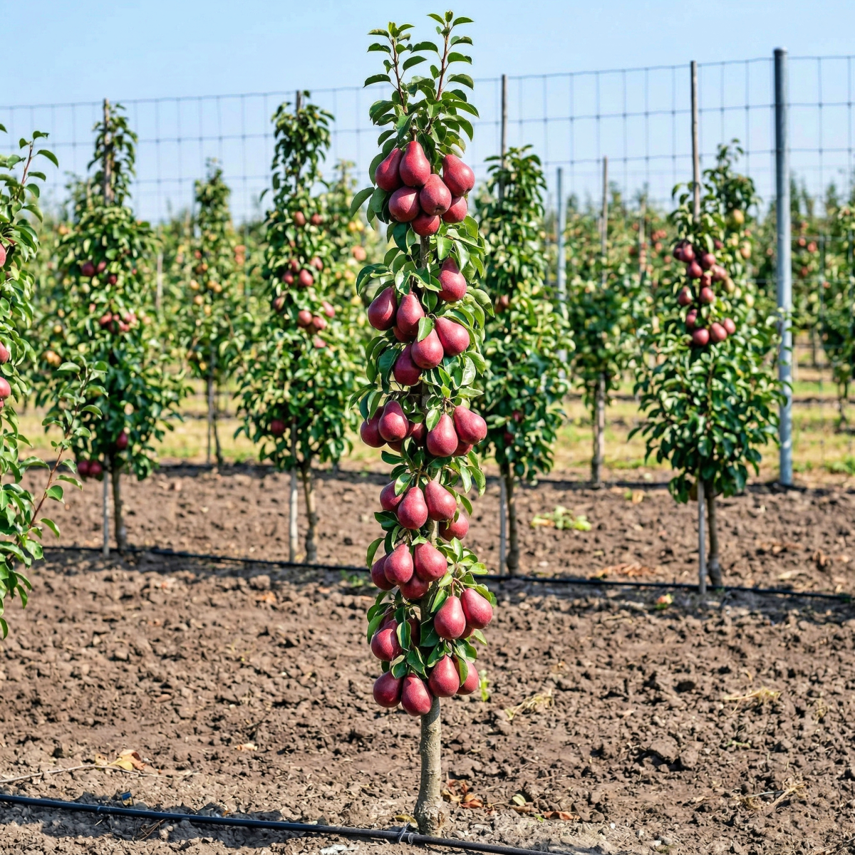 Grusza Kolumnowa Decora P23