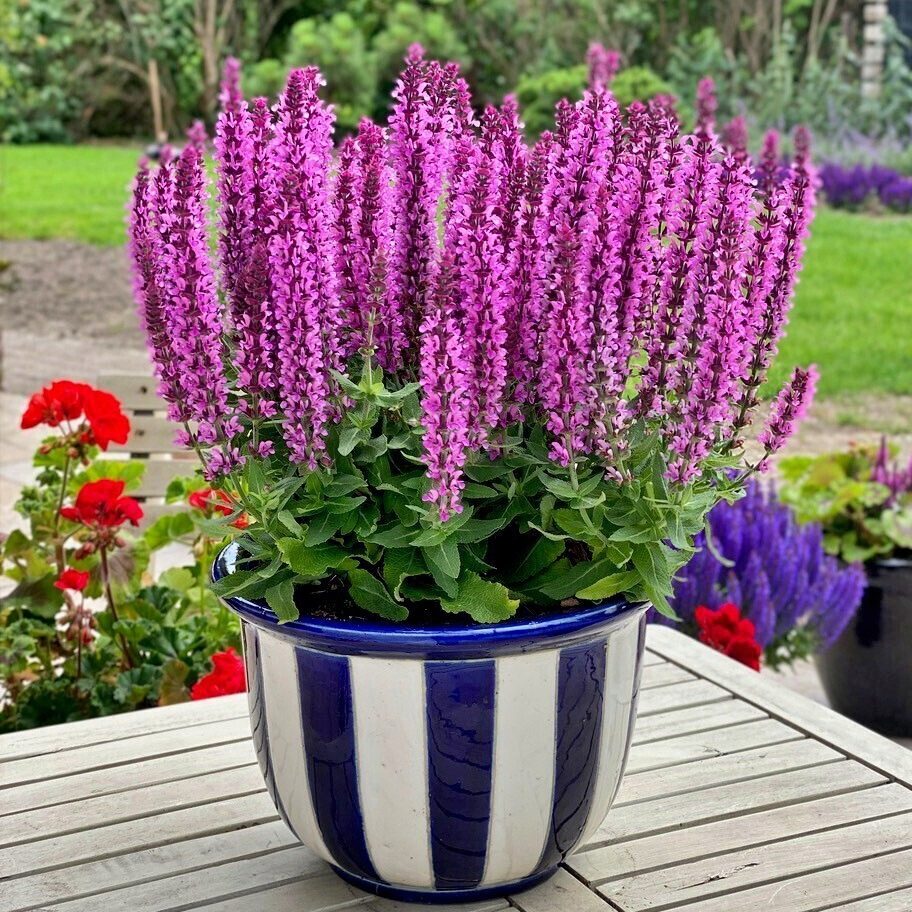 Szałwia Omszona Pink Rianne P12