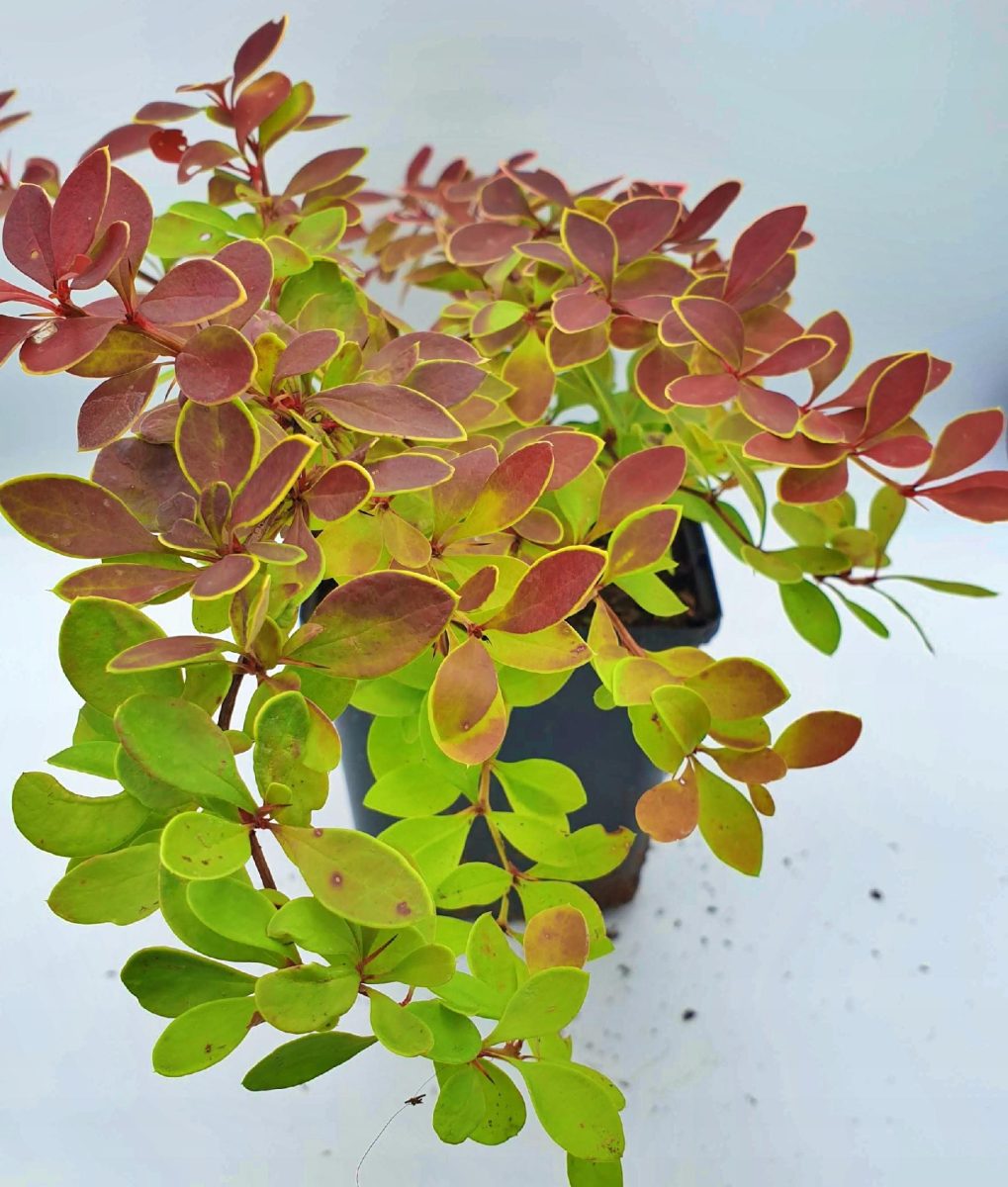 Berberys Thunberga Coral P9