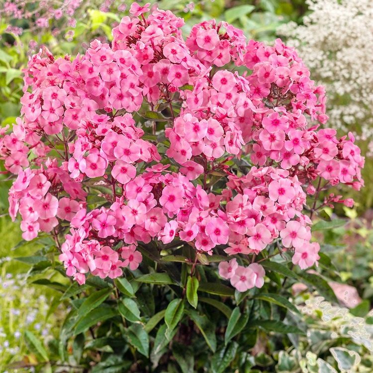 Floks Wiechowaty Pink P12