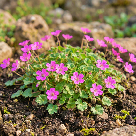 Iglica Zmienna erodium variabile 'bishop's form' P12