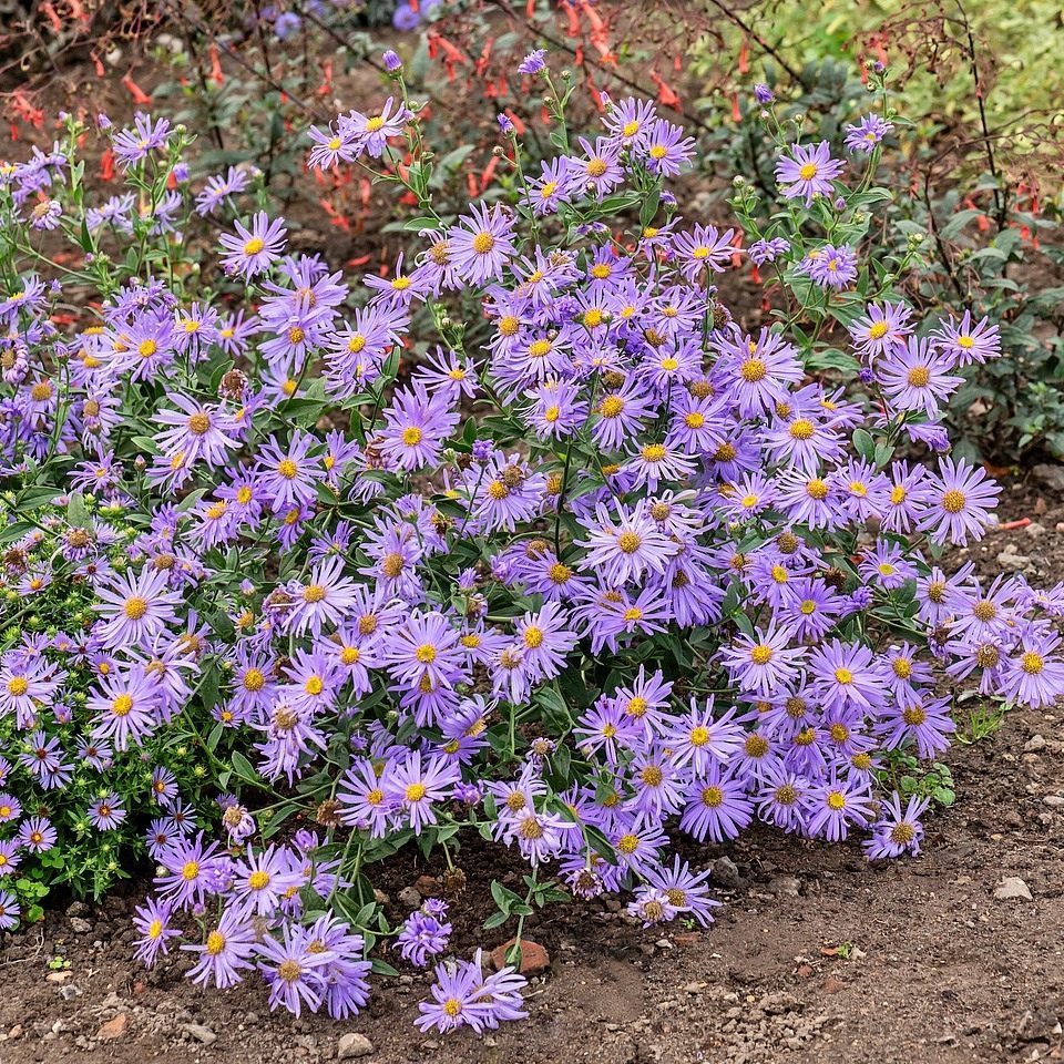 Aster Nowobelgijski Thomsonii P12