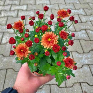 Chryzantema Pomarańczowa Pełna P10.5