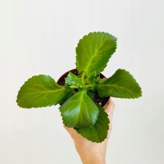 Kalanchoe Daigremontiana P12