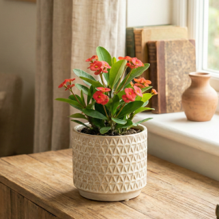 Wilczomlecz Euphorbia Milii Czerwony P13