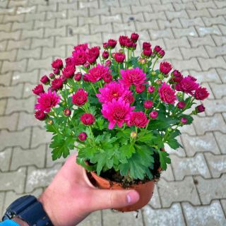 Chryzantema Róż Pełny P10.5