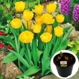 Tulipan Gold Rush P14