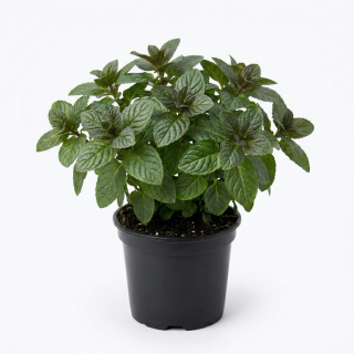 Mięta Grejfrutowa P11