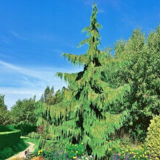 Cyprys Nutkajski Pendula P19