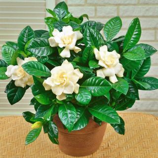 Gardenia jaśminowata P9