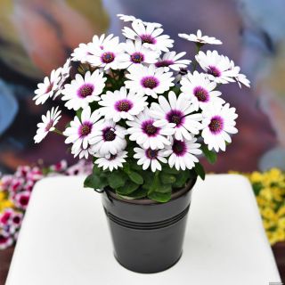 Stokrotka afrykańska Osteospermum Akila White Purple Eye