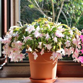 Grudnik Szlumbergera Biały P13