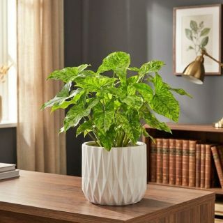 Syngonium Mottled Mojito P13