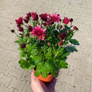 Chryzantema Jasno Różowa Pusta P10.5