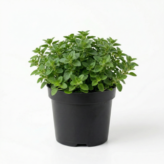 Oregano Zielone P11