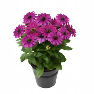 Osteospermum ecklonis Akila Purple P12