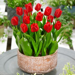 Tulipan Czerwony P9