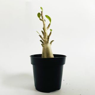Baobab P12