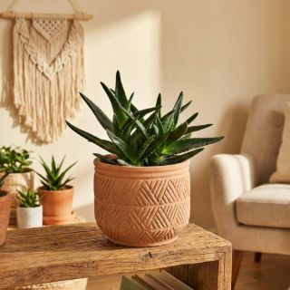 Aloes Delaetii P13