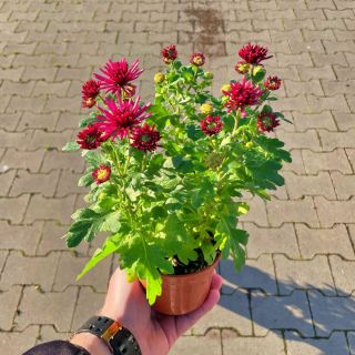 Chryzantema  Róż Postrzępiony P10.5