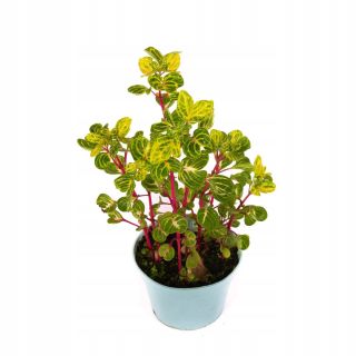 Irezyna Herbsta  Aureoreticulata P11