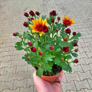 Chryzantema Żółto-Pomarańczowa Pełna P10.5