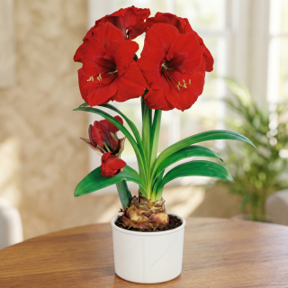 Amarylis Red Lion P12