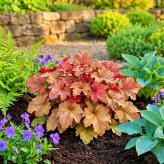 Żurawka ogrodowa World Caffe Amaretto - Heuchera x hybrida P14