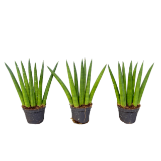 Sansevieria cylindrica 'Fan'  P6