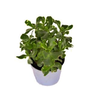 Grubosz Crassula Arborescens P13
