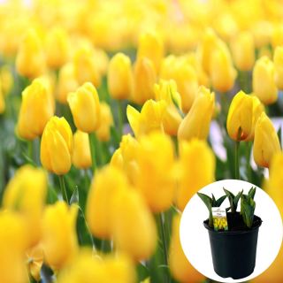 Tulipan Ted Turner P14