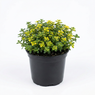 Macierzanka Cytrynowa P11