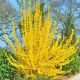 Forsycja Pośrednia Lynwood Gold P9
