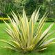 Juka 'Colour Guard' Yucca filamentosa P17
