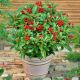 Skimmia Japońska Temptation P23