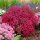 Aster Nowobelgijski Winston Churchill P12