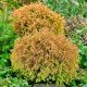 Thuja Golden Tuffet P9