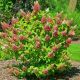Hortensja Bukietowa Pinky-Winky P9