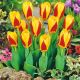 Tulipan Stresa P14