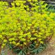 Euphorbia amygdaloides Purpurea P15
