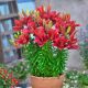 Lilia Tiny Rocket P15