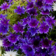 Floks Durmmonda Deep Blue
