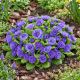 Prymula Belarina Amethyst Ice P14