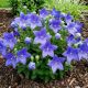 Rozwar Wielkokwiatowy Fuji Blue P12