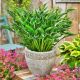 Hosta Praying Hands P14